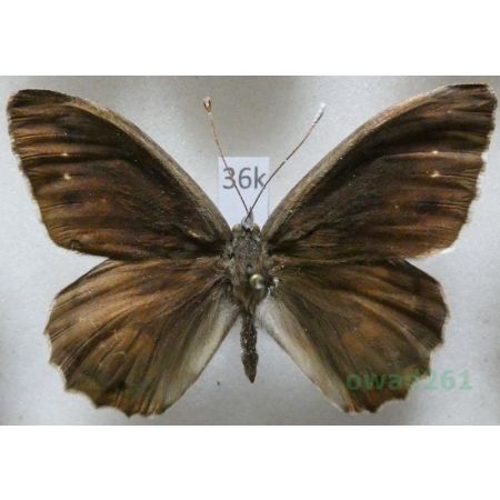 Hipparchia statilinus (Hufnagel, 1766) male Skalnik statilinus France36k